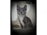 Adopt The Cisco Kid a Gray or Blue Domestic Shorthair (short coa