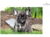 150 basset hound mix puppies