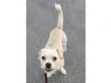Adopt Evelyn a Terrier Pug