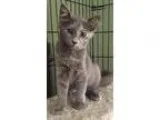 Blue Merle M