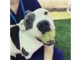 Adopt Lucy Lou a White - with Gray or Silver Pit Bull Terrier  M