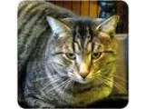 Adopt Vinny a Brown Tabby Domestic Shorthair (short coat) cat in