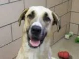 Adopt NOAH a Great Dane  Mastiff  Mixed dog in Fort Wayne IN (15