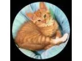 Adopt Woody a Orange or Red Tabby Domestic Shorthair (short coat