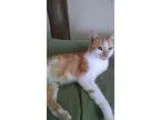 Adopt Memphis a Orange or Red (Mostly) Domestic Shorthair (short