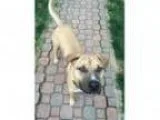 Adopt Jasper a Boxer