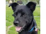 Adopt Muttley a Shepherd (Unknown Type)  Labrador Retriever  Mix