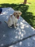 Golden Labrador Retriever 16 weeks puppy