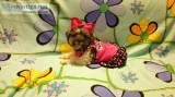 Miniature Schnauzer