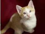 Adopt Carter a Domestic Shorthair cat in Sioux Falls SD (1573262