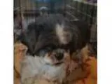 Adopt Josie a Shih Tzu