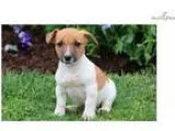 Boss - Jack Russell Male
