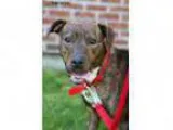 Adopt Diamond a Boxer