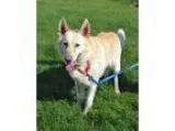 Adopt Titan a TanYellowFawn German Shepherd Dog  Mixed dog in Ak
