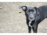 Adopt Helen a Rat Terrier