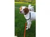 Adopt ONJesse a RedGoldenOrangeCh estnut - with White Brittany  