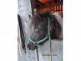 Dark Chestnut Pinto Registered American Shetland Pony