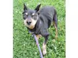 Adopt Buddy a Black - with Tan Yellow or Fawn Miniature Pinscher