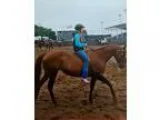 Sorrel Quarter Horse Mare For Sale