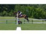 Great Mare With Show Miles in All Three Rings