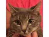 Adopt Raksha a Gray Blue or Silver Tabby Domestic Shorthair (sho