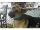 Adopt Triton a TanYellowFawn - with Black German Shepherd Dog  M