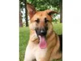 Adopt Roosevelt a Black - with Tan Yellow or Fawn German Shepher
