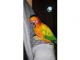 Adopt Sunny Sunshine a Conure