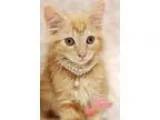 Adopt Juno 85 Female Kitten a Orange or Red (Mostly) Manx  Mixed