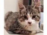 Adopt Daisy a Brown Tabby Domestic Shorthair (short coat) cat in