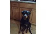 Puppy- Male