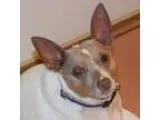 Adopt Duckie a White Rat Terrier  Mixed dog in Alpharetta GA (15