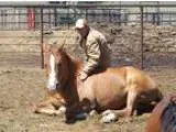 Big gentle ranchtype AQHA sorrel gelding with good bloodlines