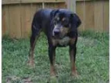 Blood Hound Laborador puppies