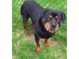 Adopt Rockwilder a Black - with Brown Red Golden Orange or Chest