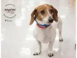 Adopt Fizz a Dachshund  Mixed dog in Kansas City MO (15687063)