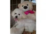 Adopt Preston a White Bichon Frise  Mixed dog in Deer Park TX (1