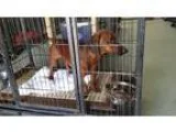 Adopt RAIDER a RedGoldenOrangeCh estnut - with Black Dachshund  