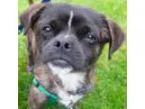 Adopt Chavez - Adoption Pending a Black - with Brown Red Golden