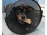 Adopt Princess Alli in a foster home a Miniature Pinscher