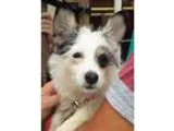 Adopt Jasmine a Tricolor (TanBrown and Black and White) Terrier 