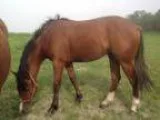 Sharp year old gelding - Strong pedigree