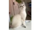 Adopt Benji a Siamese  Mixed cat in Salt Lake City UT (15797021)