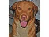 Adopt Jake a RedGoldenOrangeCh estnut - with White Labrador Retr