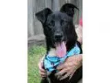 Adopt 60579 Sarge a Black - with White Shepherd (Unknown Type)  