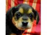 Adopt Mork a Beagle Rottweiler