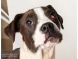 Adopt LAFFY a Pit Bull Terrier  Mixed dog in Sacramento CA (1576