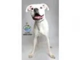 Looking for a male English Mastiff to breed with.
