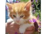 Adopt Romeo a Orange or Red Tabby American Shorthair (short coat
