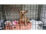 Adopt MACY a RedGoldenOrangeCh estnut Dachshund  Corgi  Mixed do